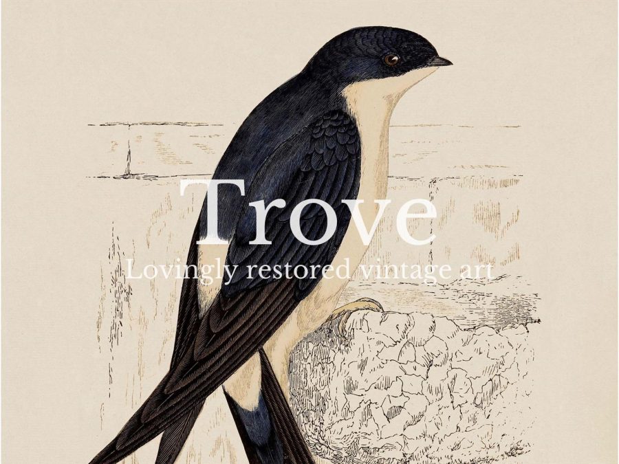 House Martin Vintage Art Print