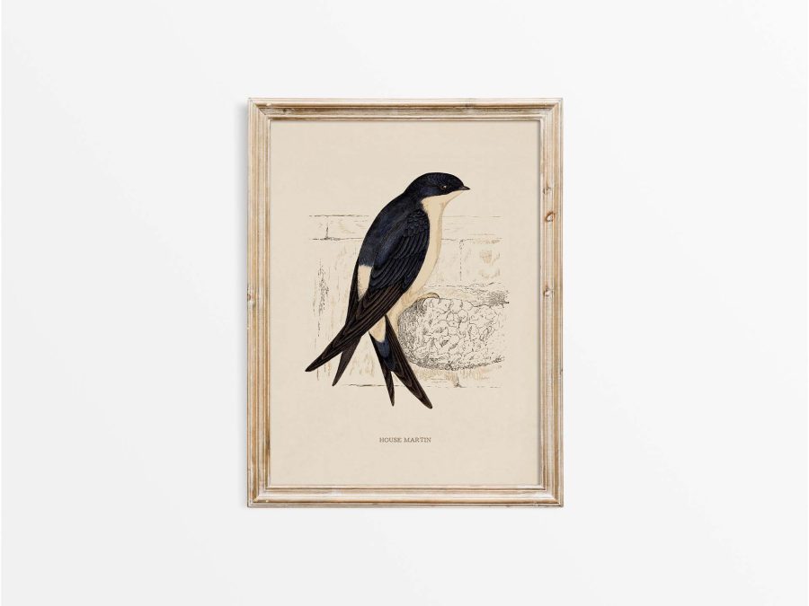 House Martin Vintage Art Print