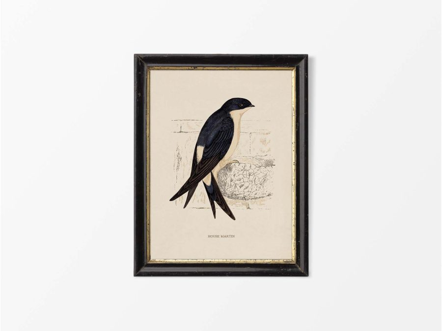 House Martin Vintage Art Print