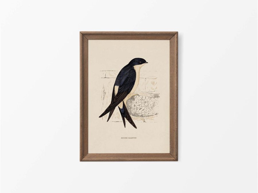House Martin Vintage Art Print