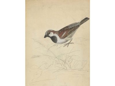 House Sparrow Vintage Art Print