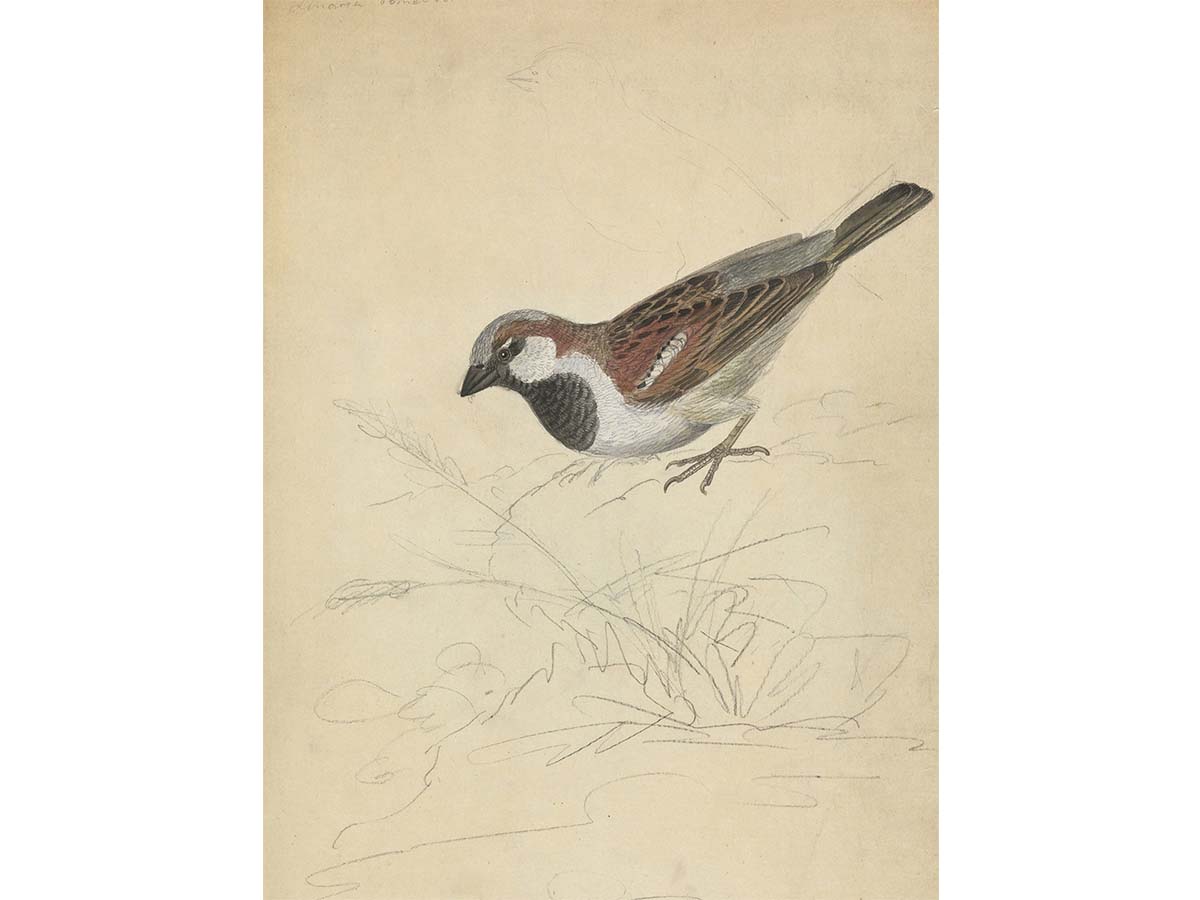 House Sparrow Vintage Art Print