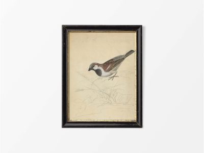 House Sparrow Vintage Art Print