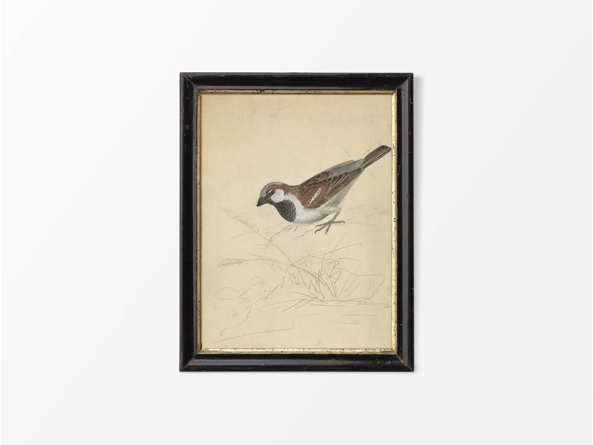 House Sparrow Vintage Art Print