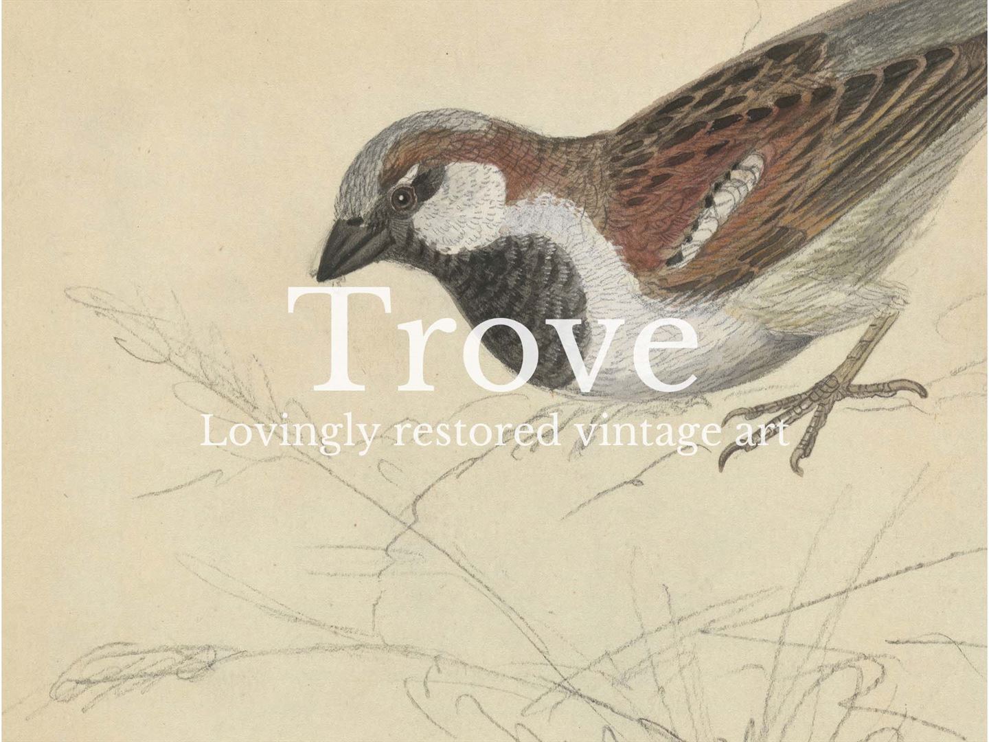 House Sparrow Vintage Art Print