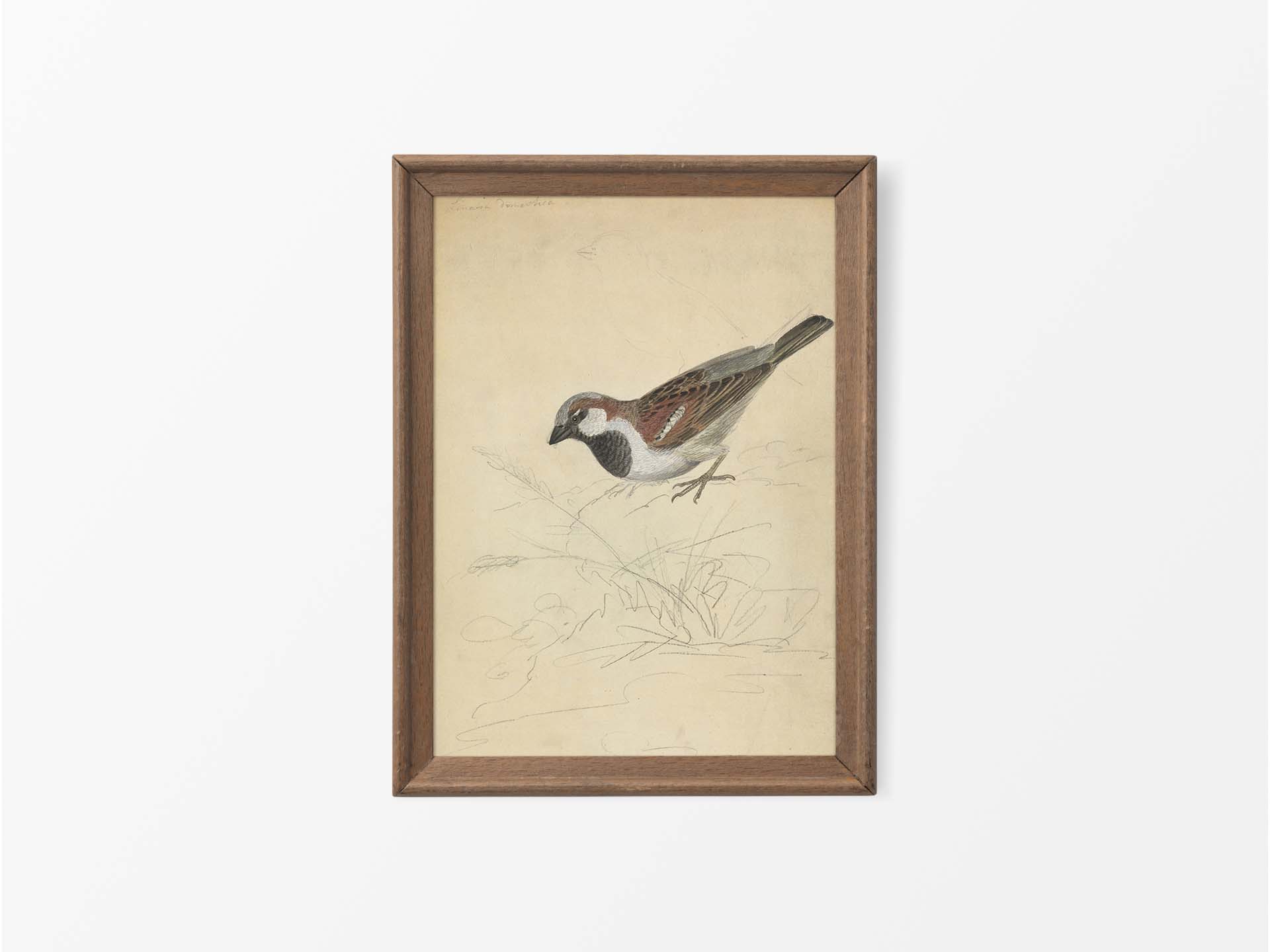 House Sparrow Vintage Art Print