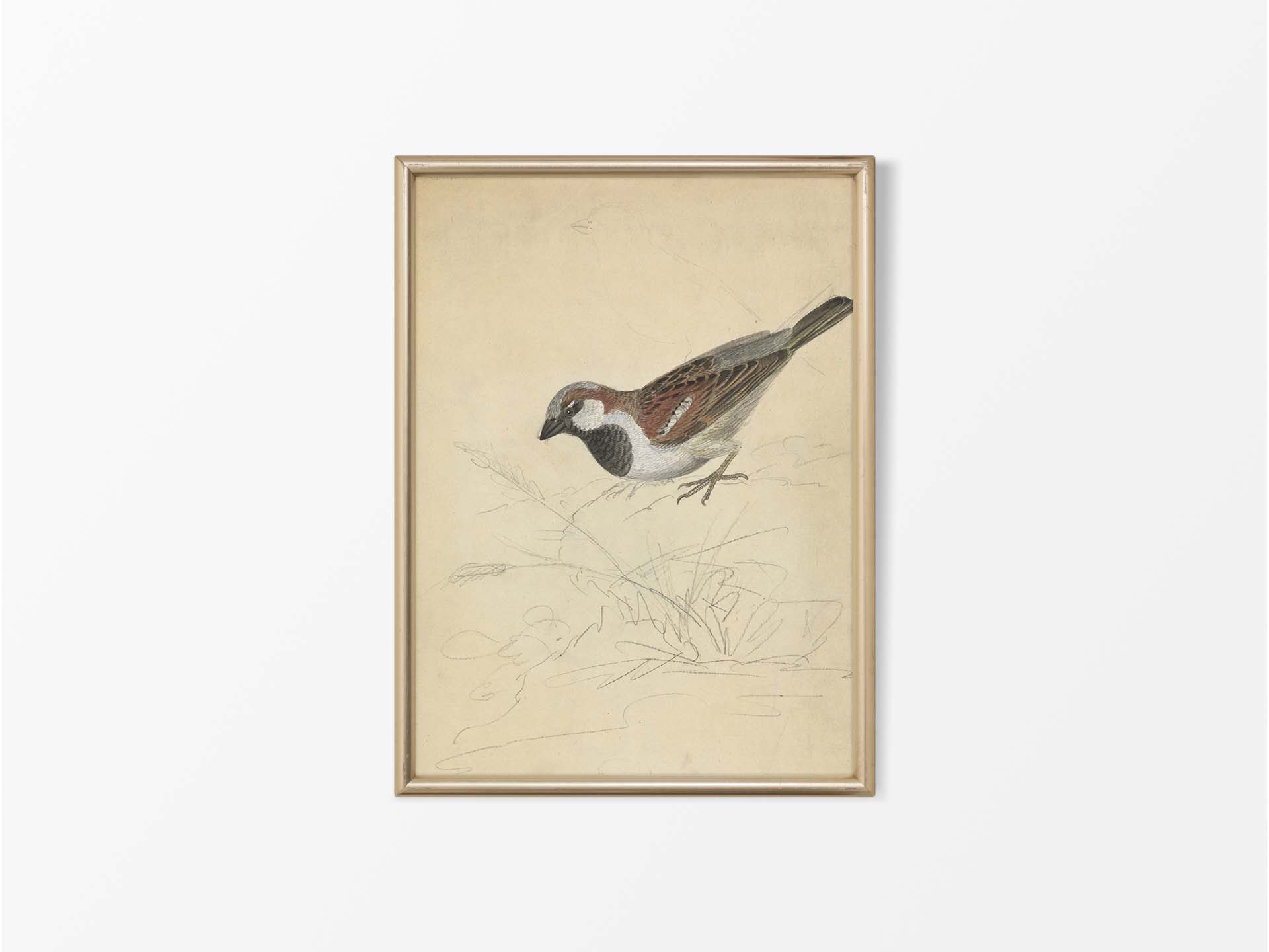 House Sparrow Vintage Art Print