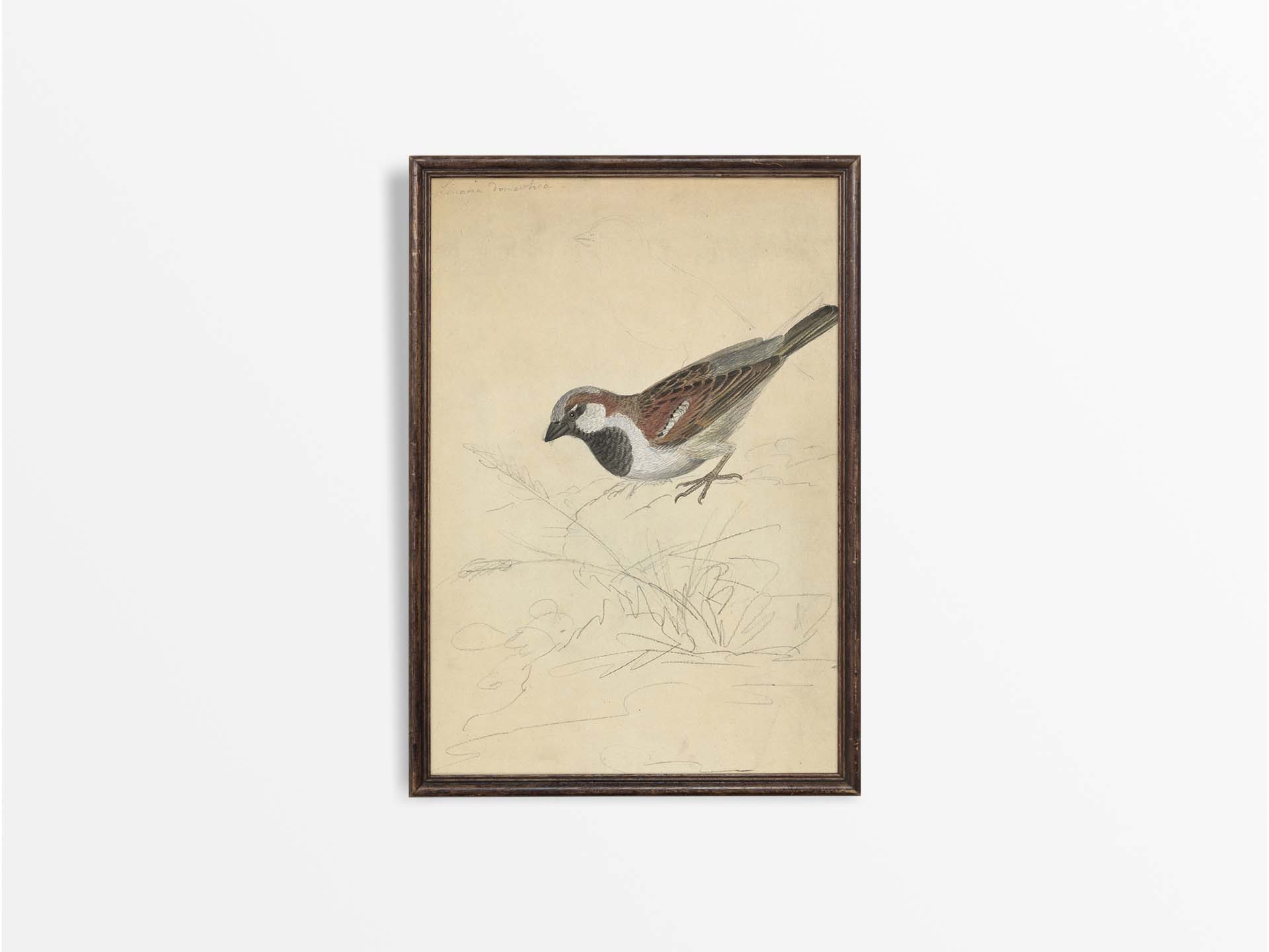 House Sparrow Vintage Art Print