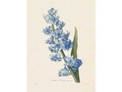 Hyacinth II Vintage Art Print