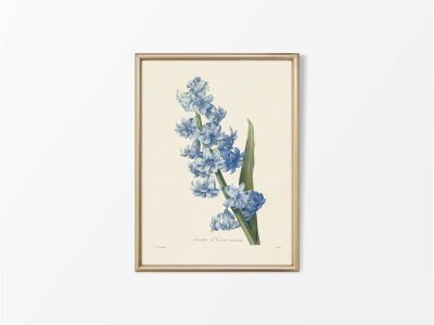 Hyacinth II Vintage Art Print
