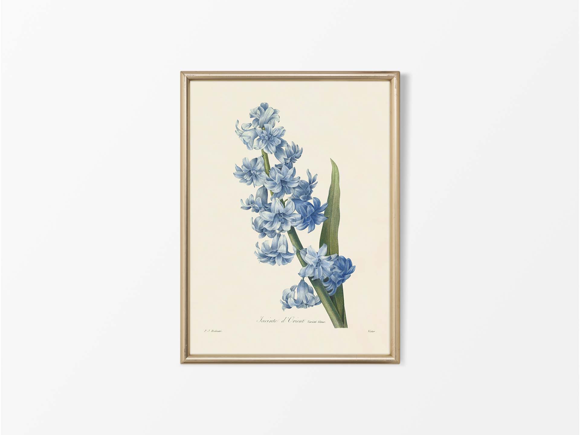 Hyacinth II Vintage Art Print