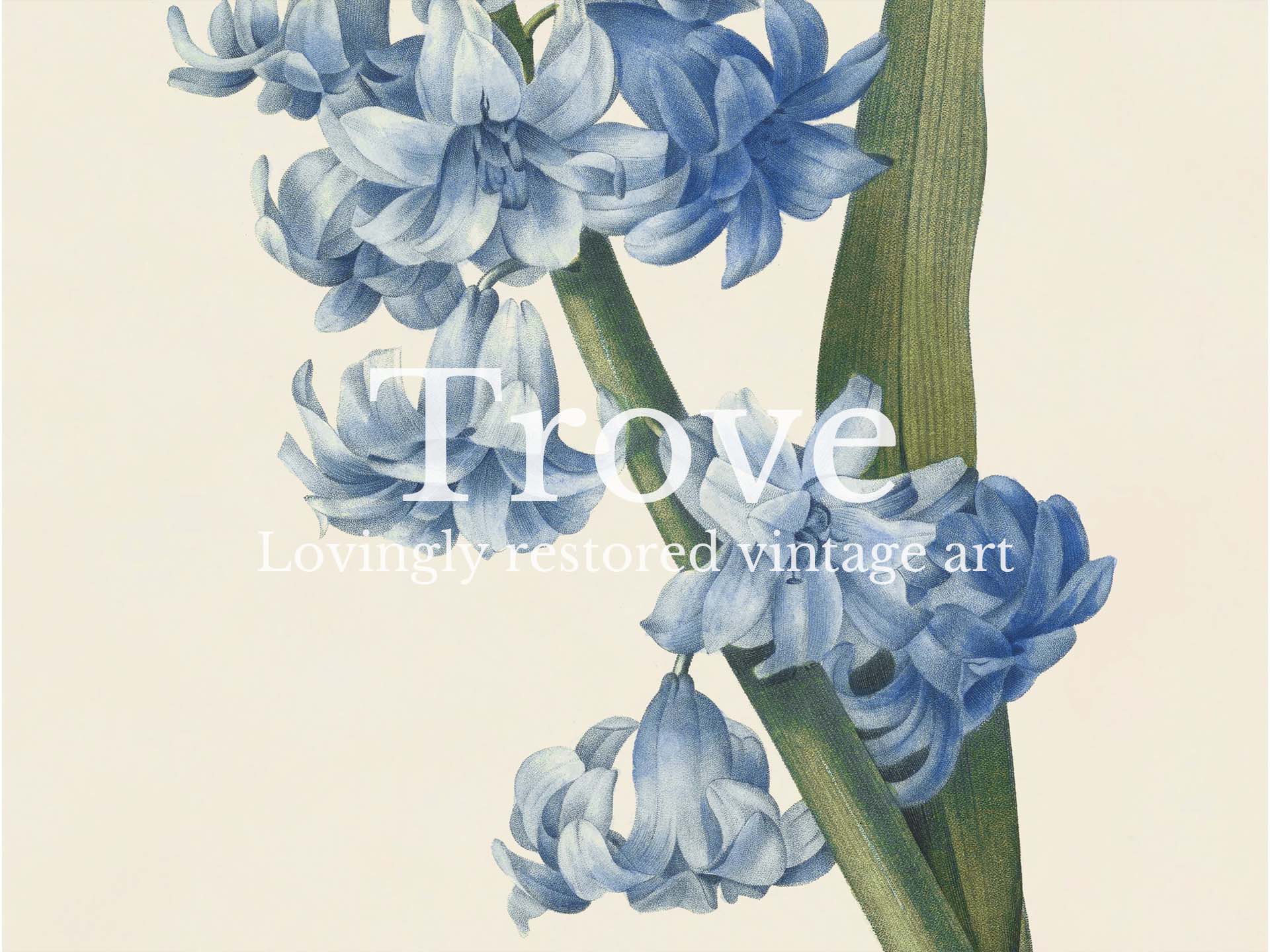 Hyacinth II Vintage Art Print