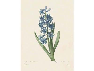 Hyacinth III Vintage Art Print