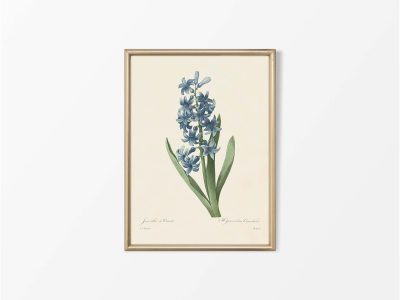 Hyacinth III Vintage Art Print