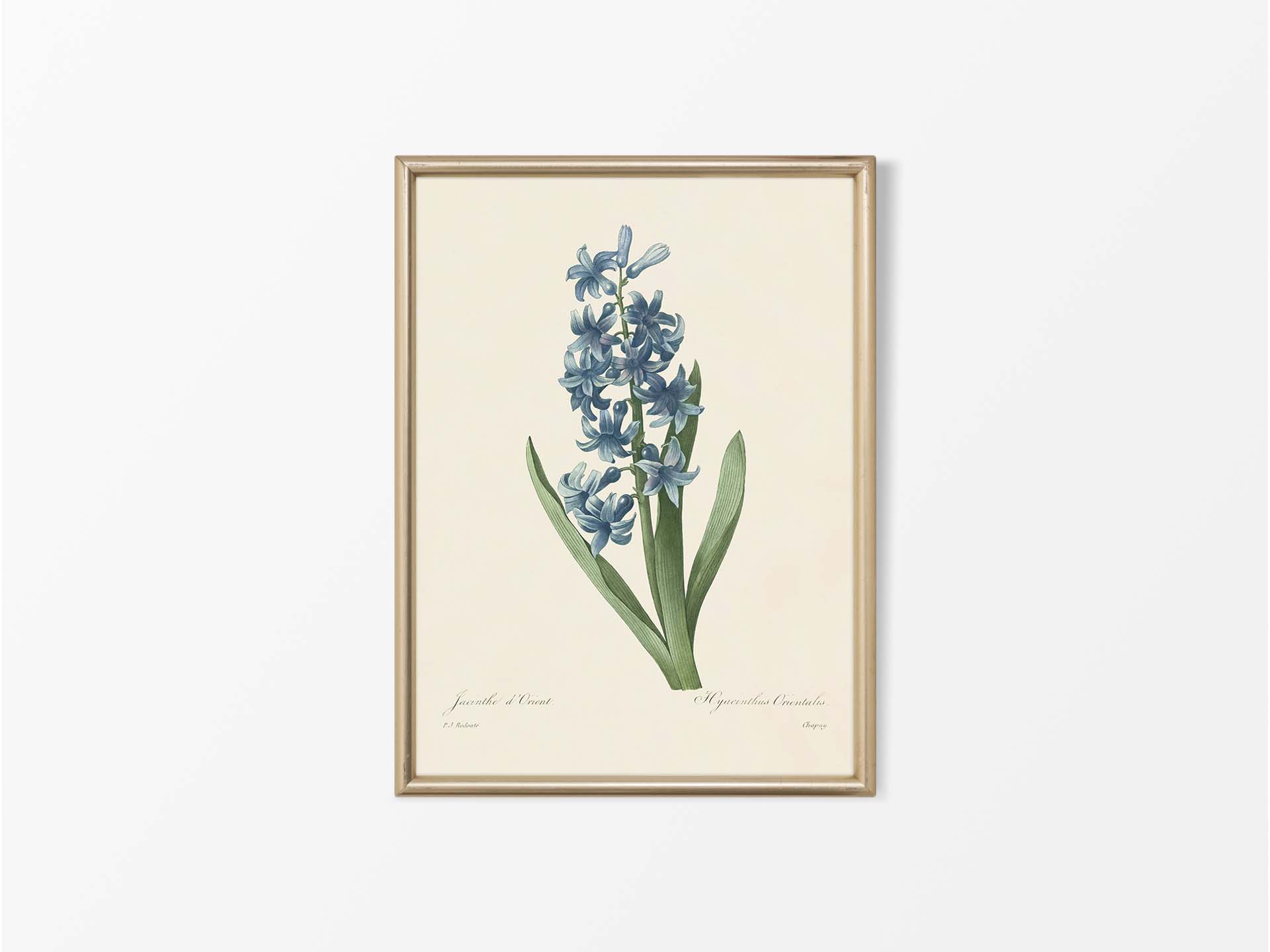 Hyacinth III Vintage Art Print