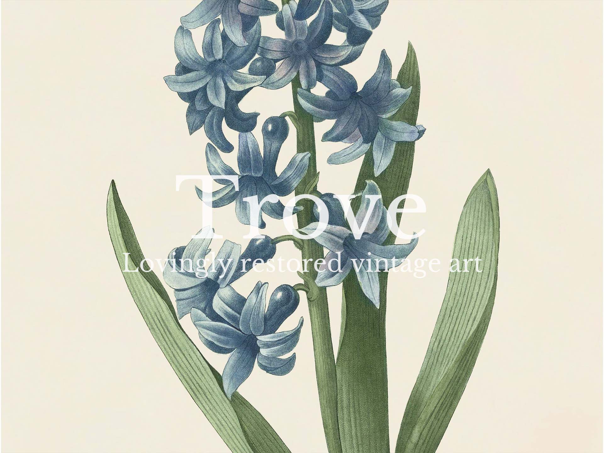 Hyacinth III Vintage Art Print