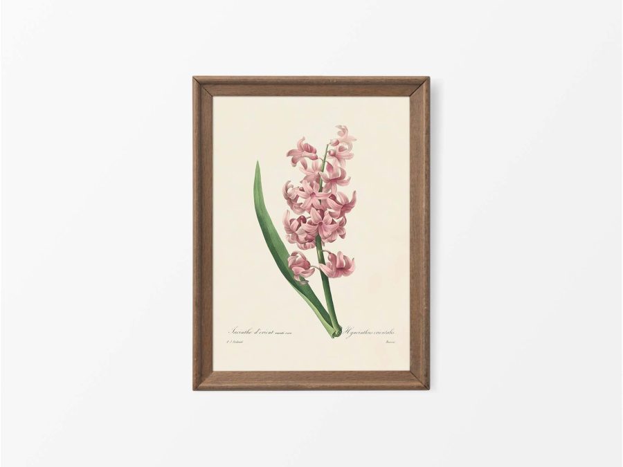 Hyacinth Vintage Art Print