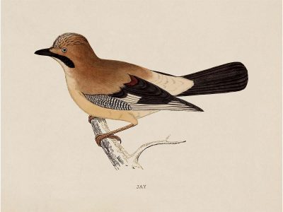 Jay Vintage Art Print