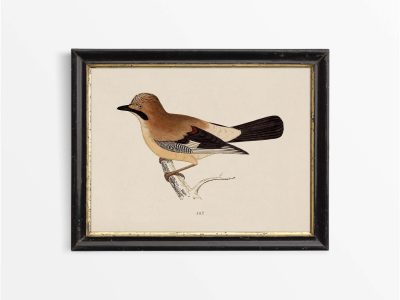 Jay Vintage Art Print