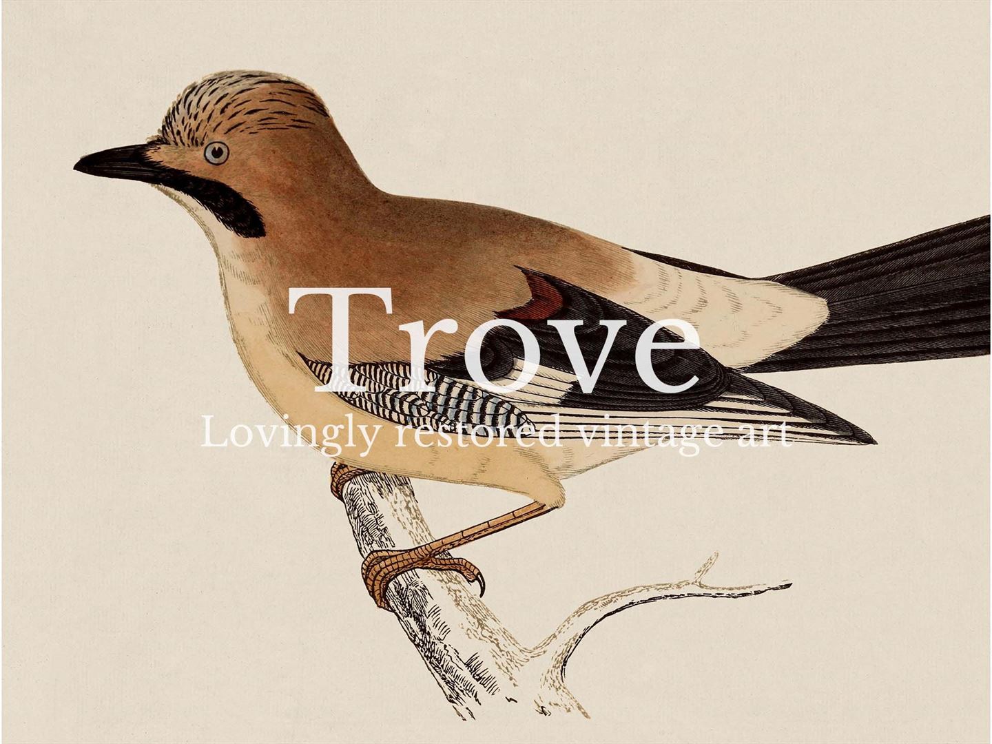 Jay Vintage Art Print