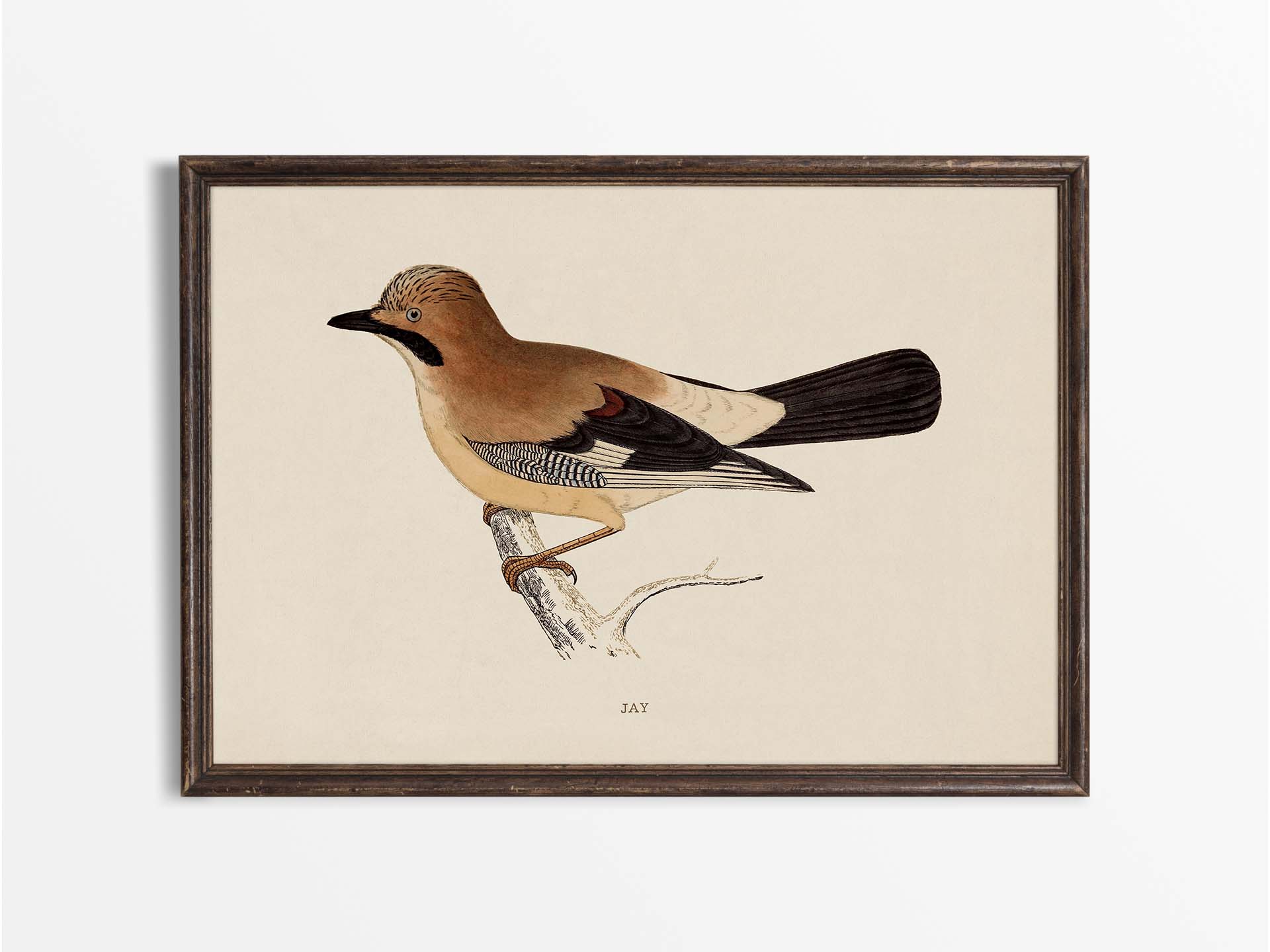 Jay Vintage Art Print