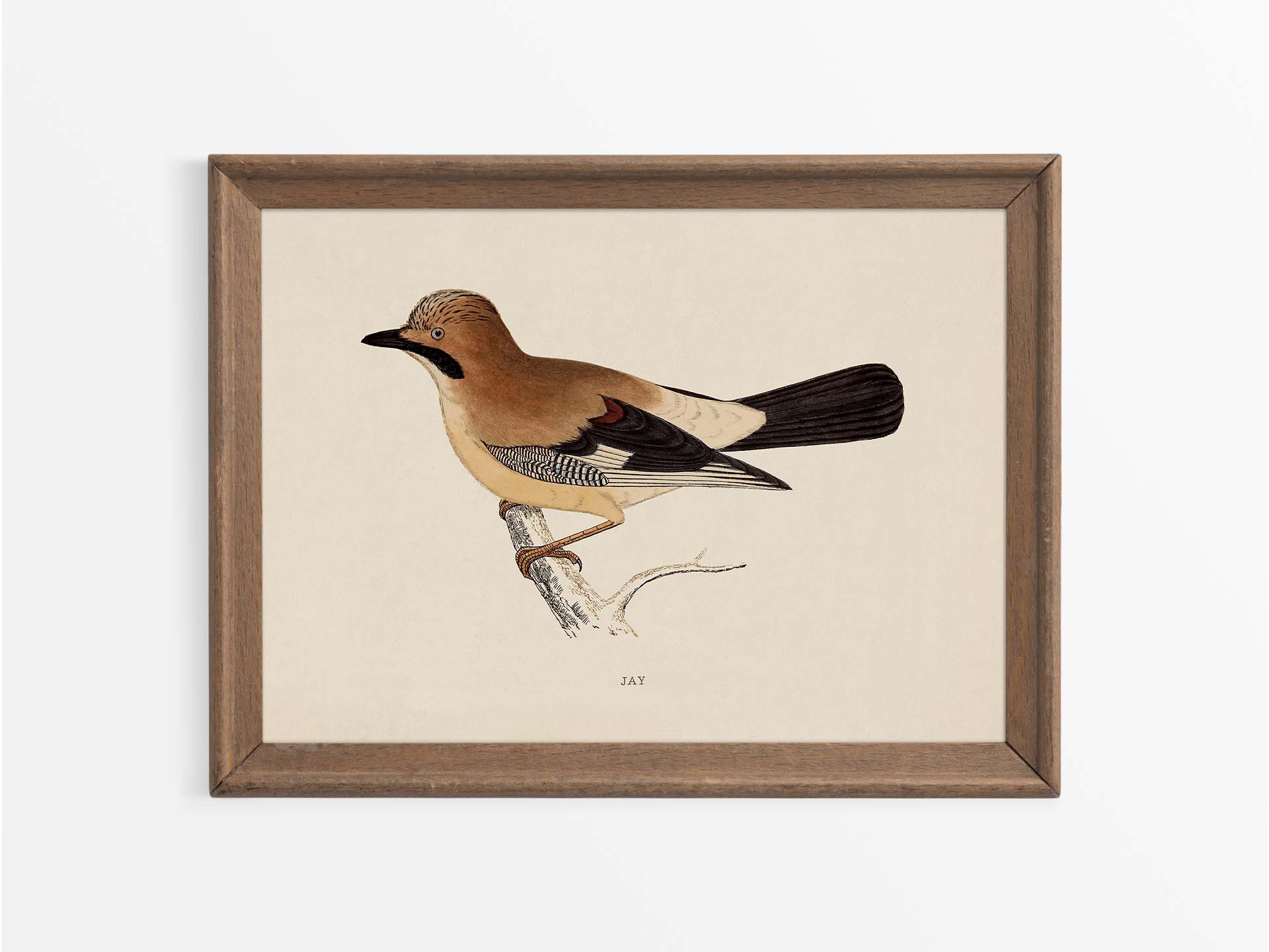 Jay Vintage Art Print