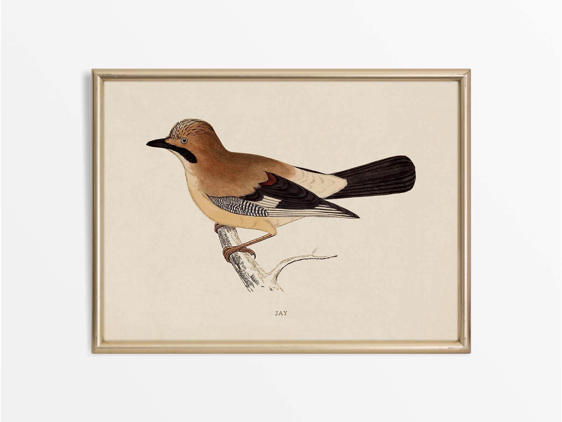 Jay Vintage Art Print