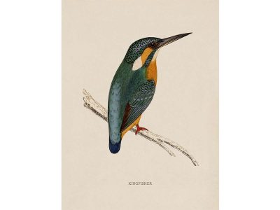 Kingfisher Vintage Art Print