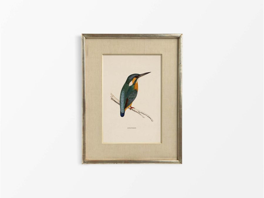 Kingfisher Vintage Art Print