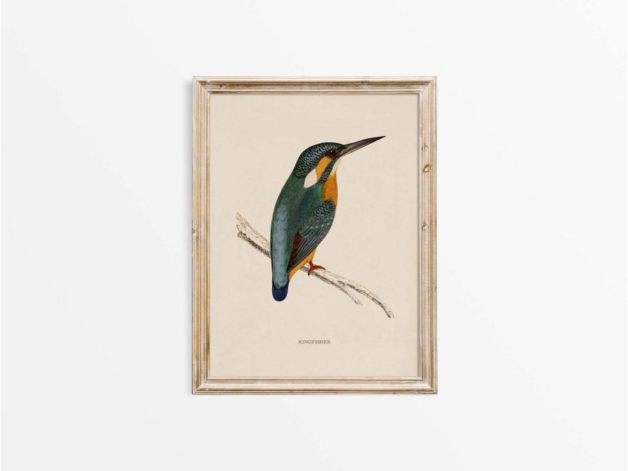 Kingfisher Vintage Art Print
