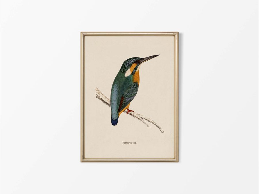 Kingfisher Vintage Art Print