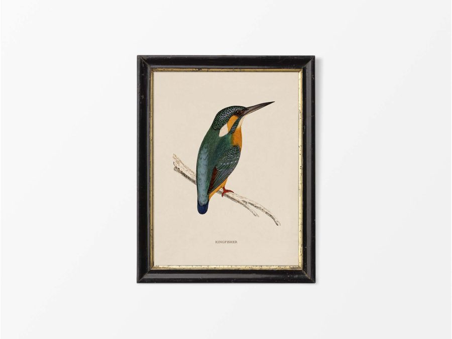 Kingfisher Vintage Art Print