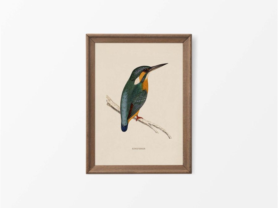 Kingfisher Vintage Art Print