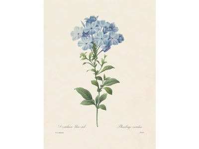 Leadwort Vintage Art Print