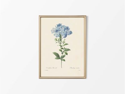 Leadwort Vintage Art Print