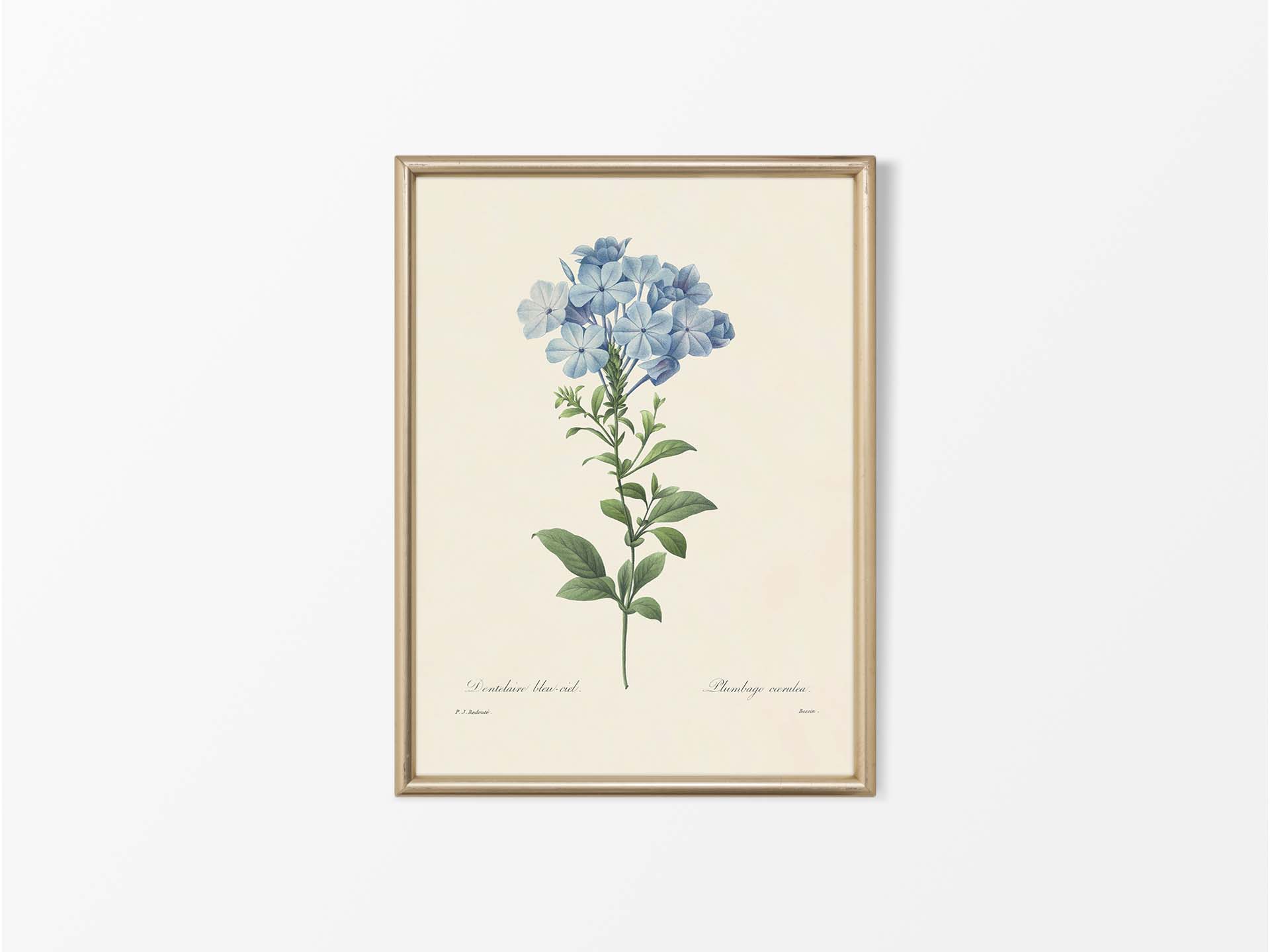 Leadwort Vintage Art Print