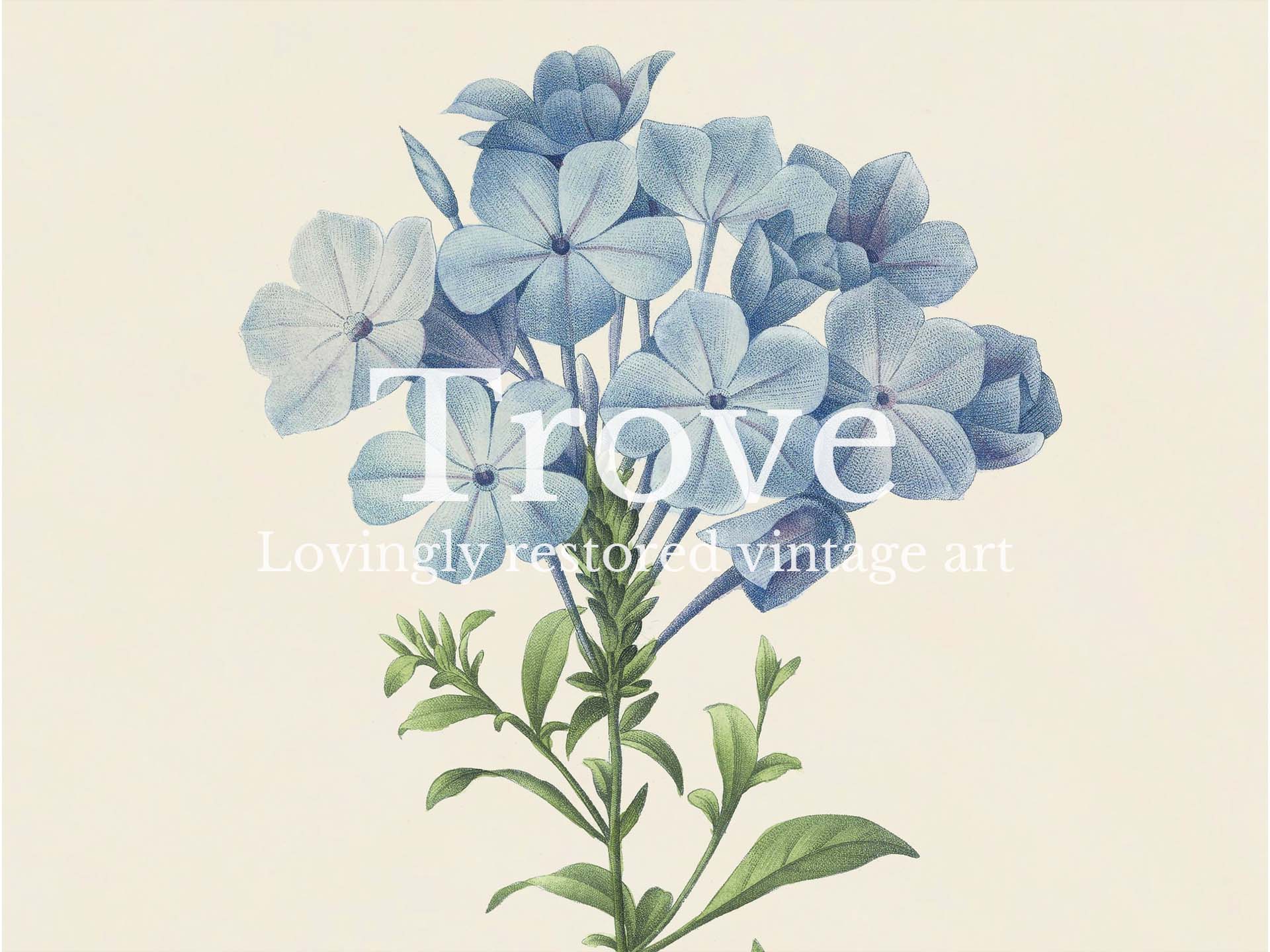 Leadwort Vintage Art Print