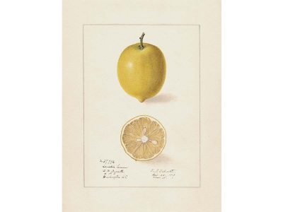 Lemon II Vintage Art Print