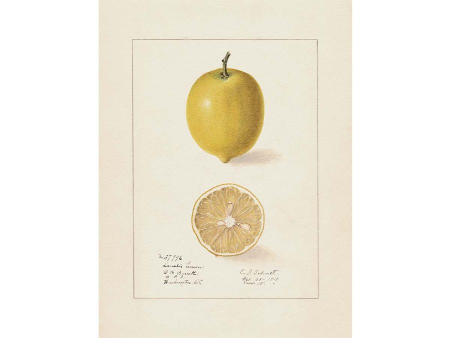 Lemon II Vintage Art Print