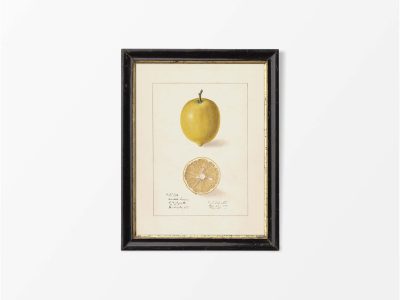 Lemon II Vintage Art Print