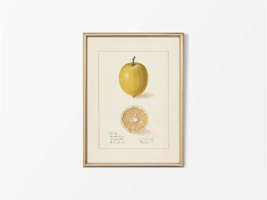 Lemon II Vintage Art Print