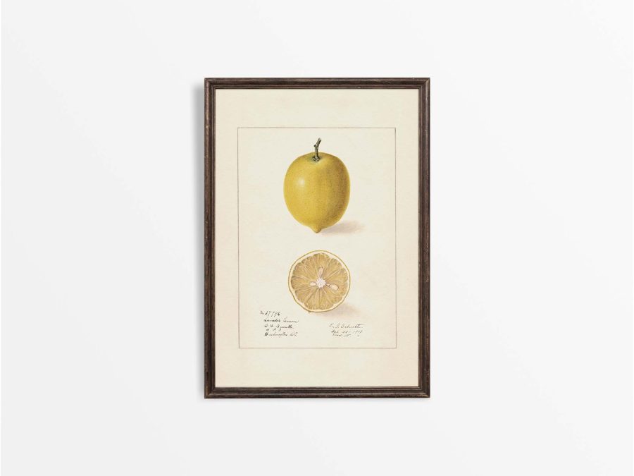 Lemon II Vintage Art Print