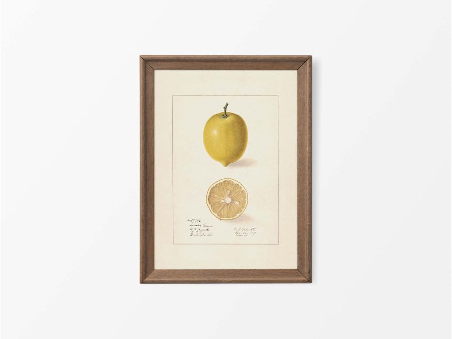 Lemon II Vintage Art Print