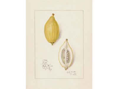 Lemon III Vintage Art Print