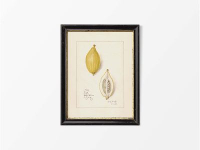 Lemon III Vintage Art Print