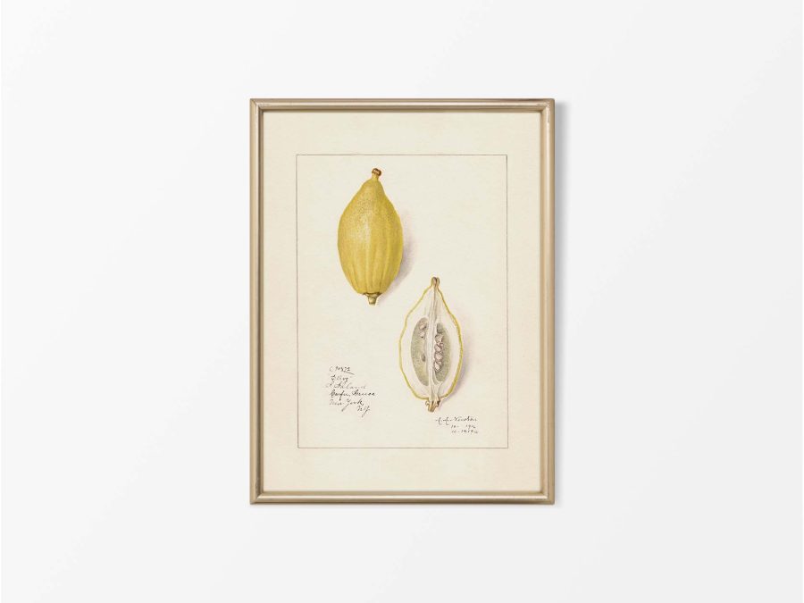 Lemon III Vintage Art Print