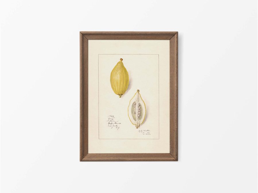 Lemon III Vintage Art Print