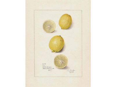 Lemon IV Vintage Art Print