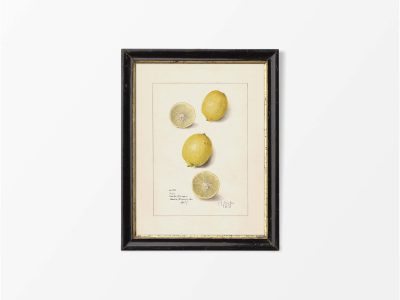 Lemon IV Vintage Art Print