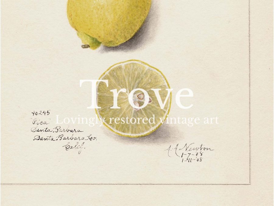 Lemon IV Vintage Art Print
